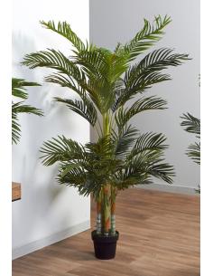 PLANTA KENTIA 180 CMS - Imagen 1