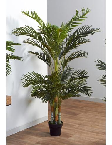PLANTA KENTIA 180 CMS - Imagen 1