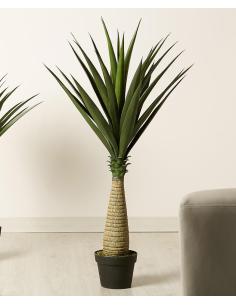 PLANTA YUCA 110 CM - Imagen 1