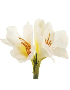 FLOR KAFIR LILY BLANCA - Imagen 1
