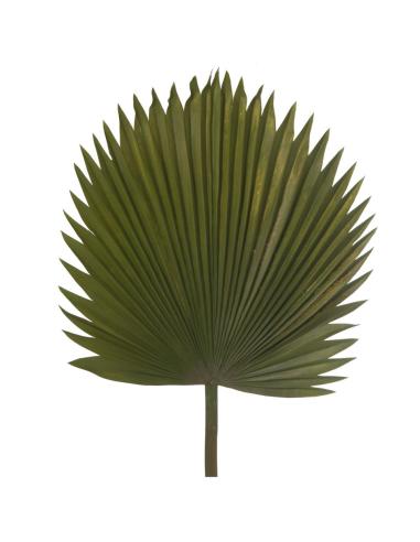 HOJA PALMERA POLIESTER - Imagen 1